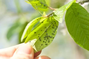 The Ultimate Guide to Keeping Pests Away from Your Plants in Seattle