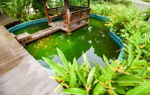 Hidden Costs of Pond Ownership Unveiled