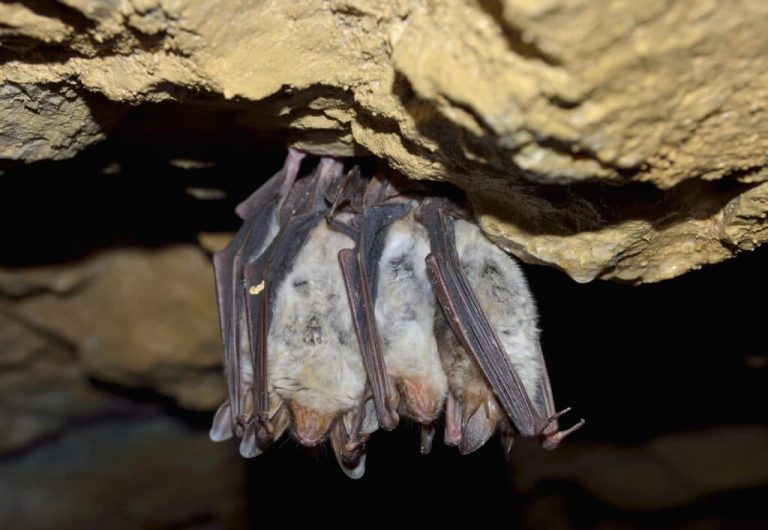 How Long Does It Take to Fully Remove a Bat Colony?